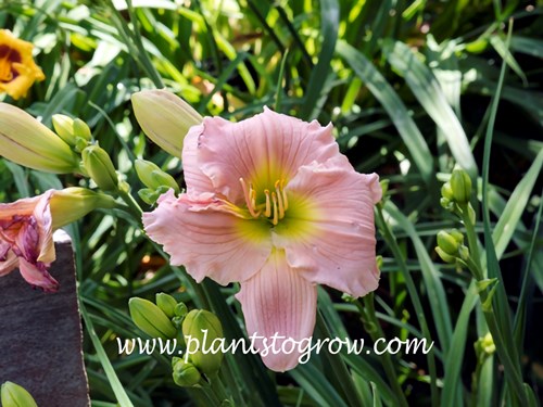 Daylily Barbara Mitchell (Hemerocallis)
20 inches tall
pink self with green throat, midseason
semi evergreen diploid
Pierce-C, 1984